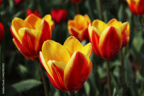 red and yellow tulips © Wilian