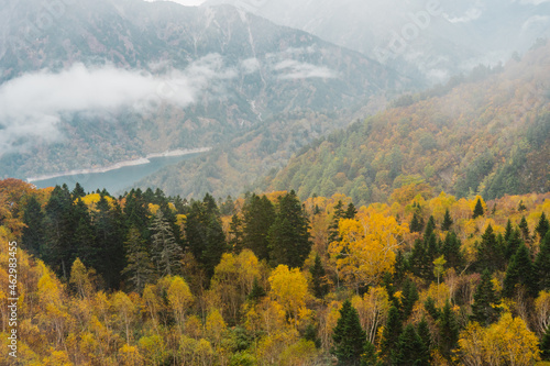 秋の立山黒部アルペンルート 紅葉で黄色に染まる大観峰