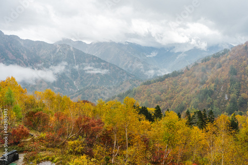 秋の立山黒部アルペンルート 紅葉で黄色に染まる大観峰
