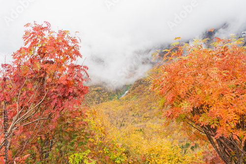 カラフルな秋の紅葉（赤・黄・オレンジ）秋の立山黒部アルペンルート 黒部平の紅葉