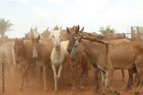 horse, mule, animal, farm, country, farmer,  © diego