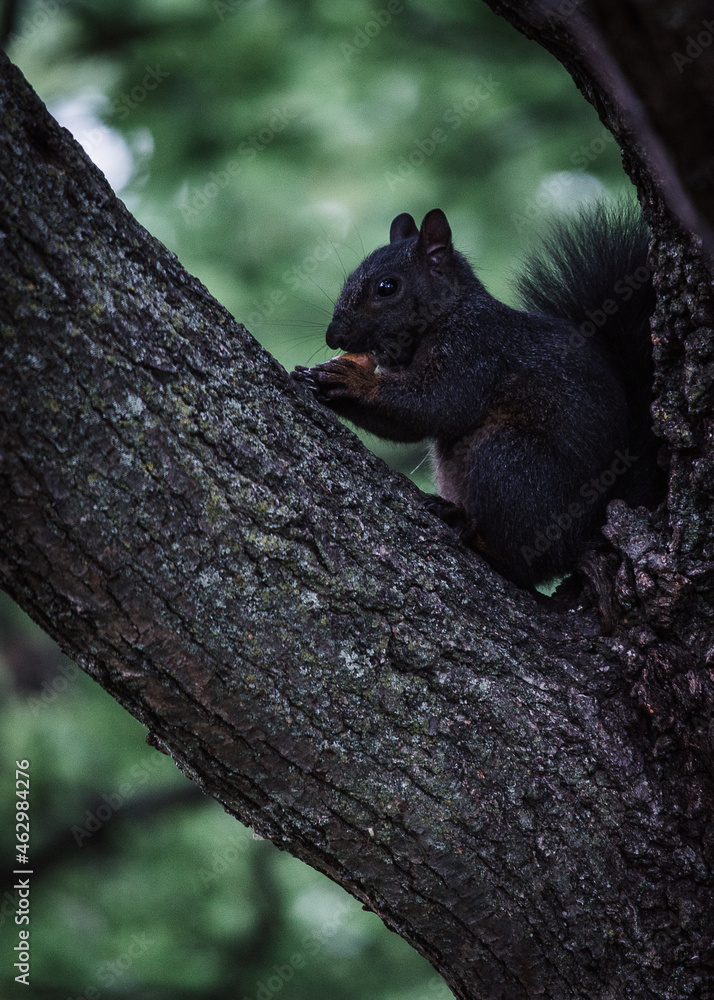Obraz premium squirrel on a tree