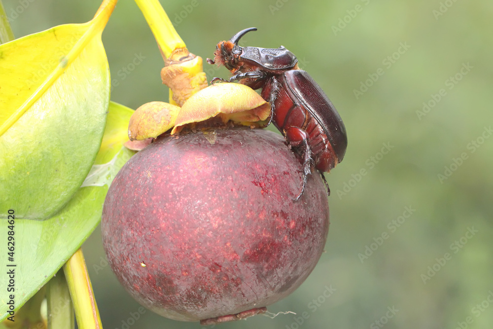 A Rhinoceros beetles looking for prey in a mangosteen tree. This insect