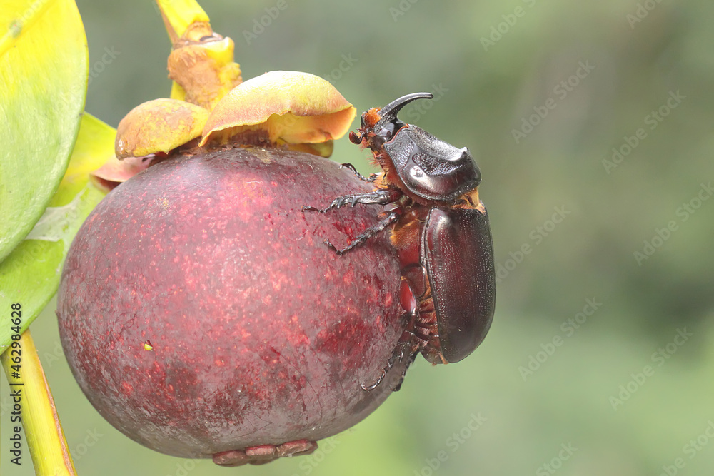 A Rhinoceros beetles looking for prey in a mangosteen tree. This insect