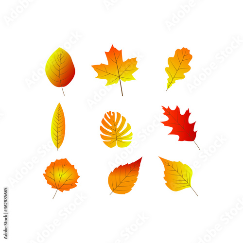 set of autumn leaves