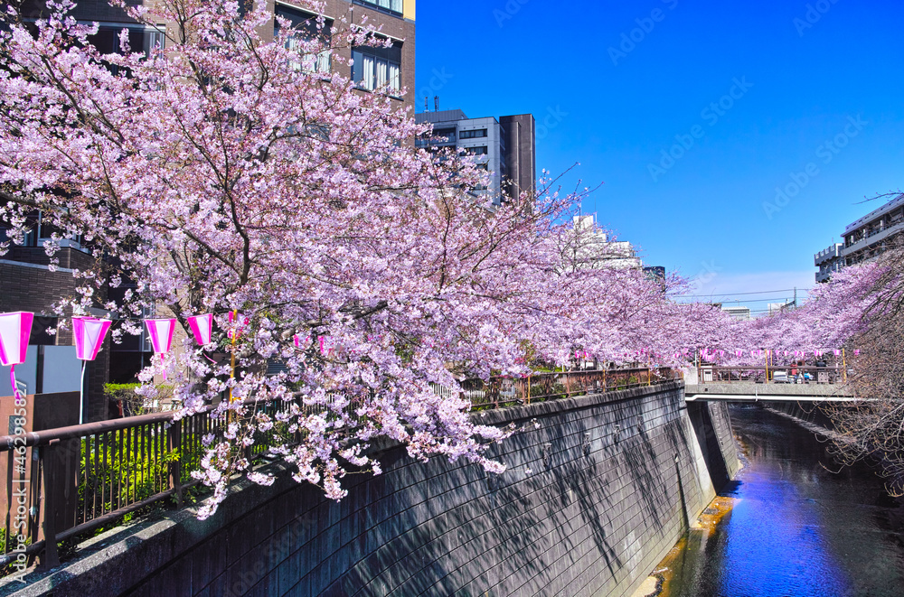 春の目黒川桜まつり
