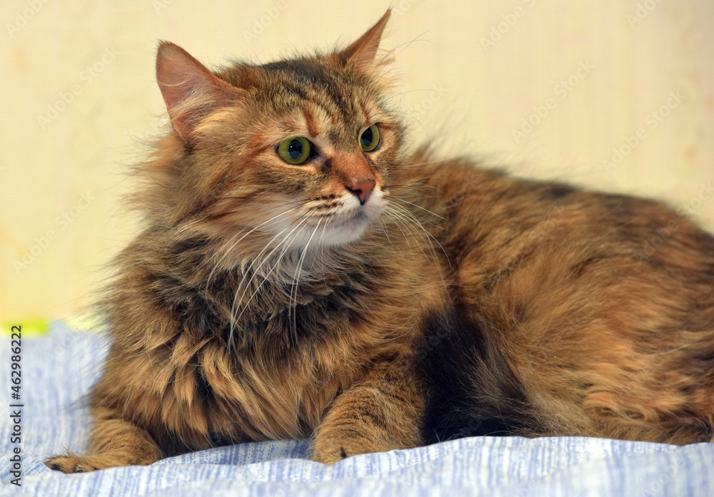 beautiful brown and white fluffy siberian cat