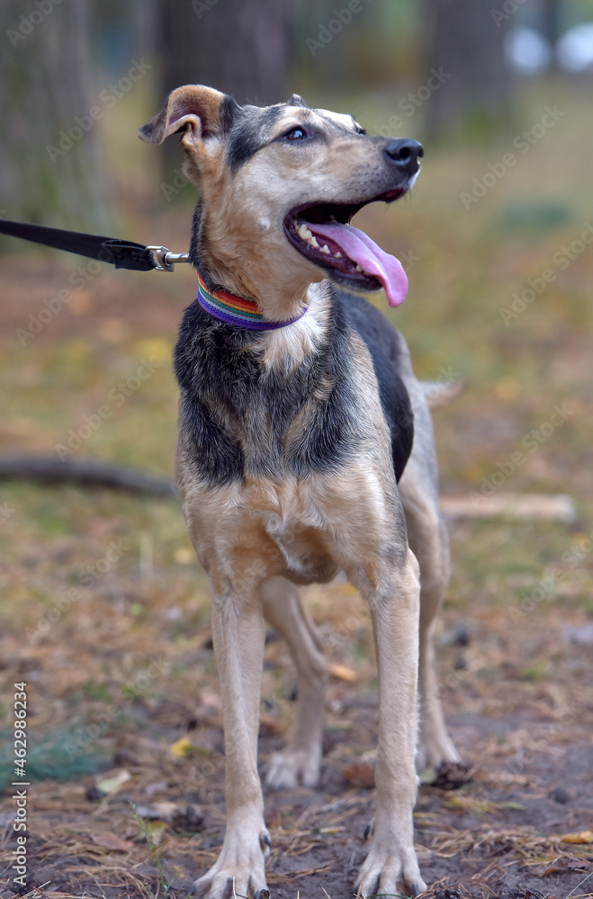 mongrel dog brown and gray sticking out his tongue, pleased mongrel dog brown and gray sticking out his tongue, pleased