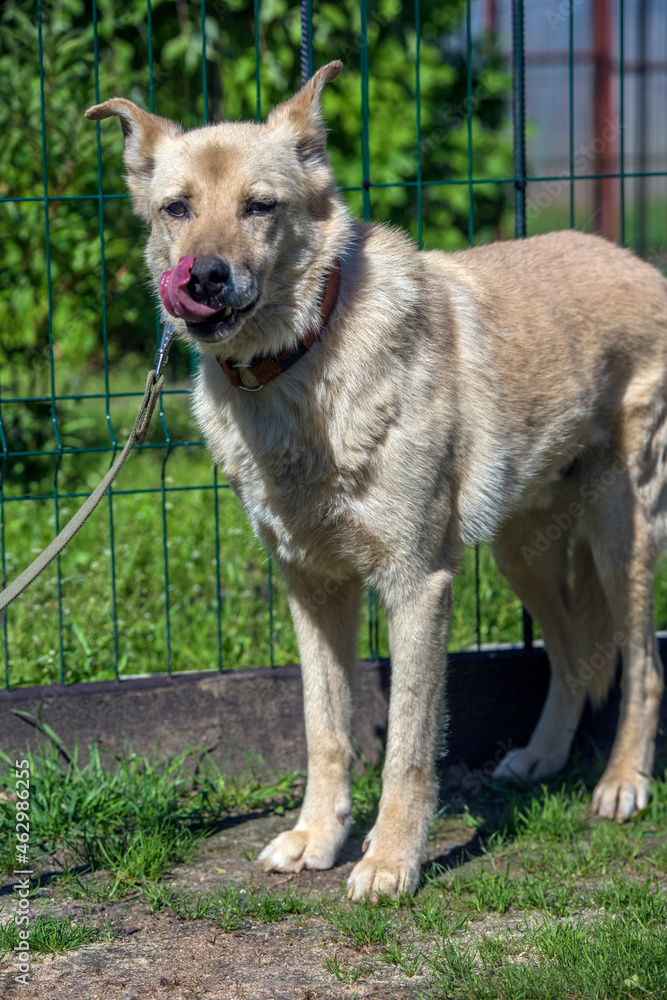 beige mongrel dog on a leash against a background of greenery in summer