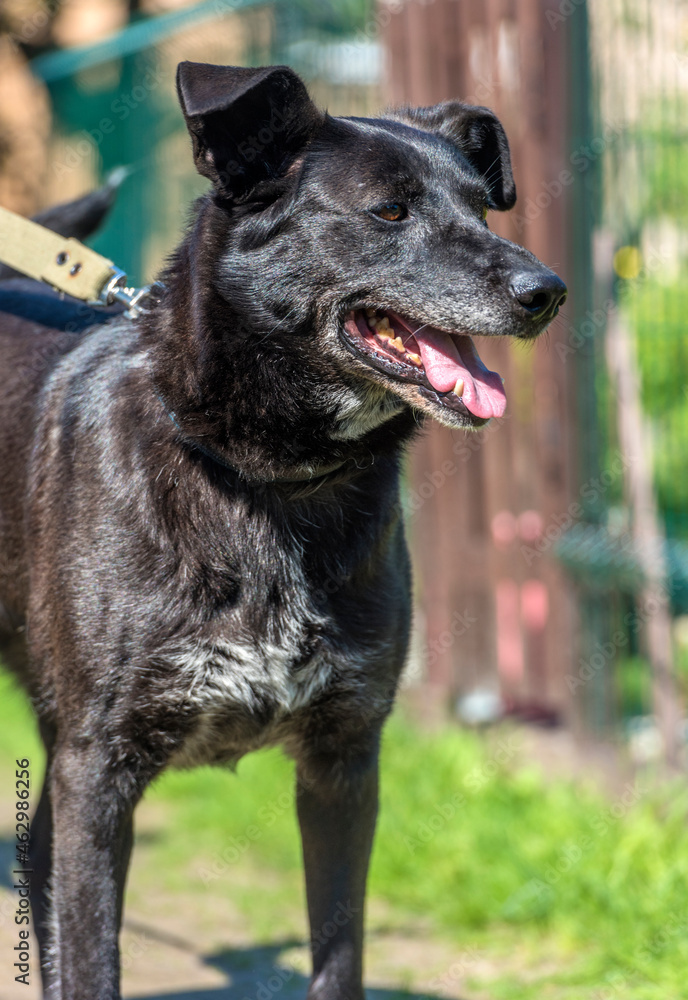 black dog mongrel on a leash in summer black dog mongrel on a leash in summer