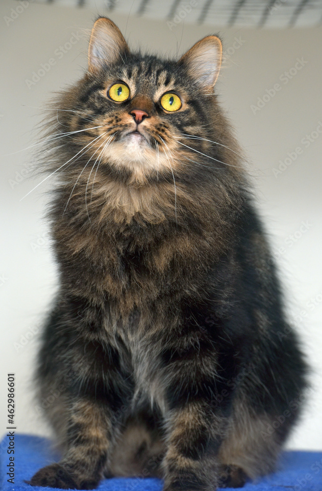 Siberian brown cat with yellow eyes
