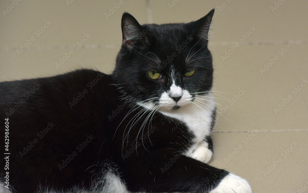 black and white european shorthair cat with yellow eyes