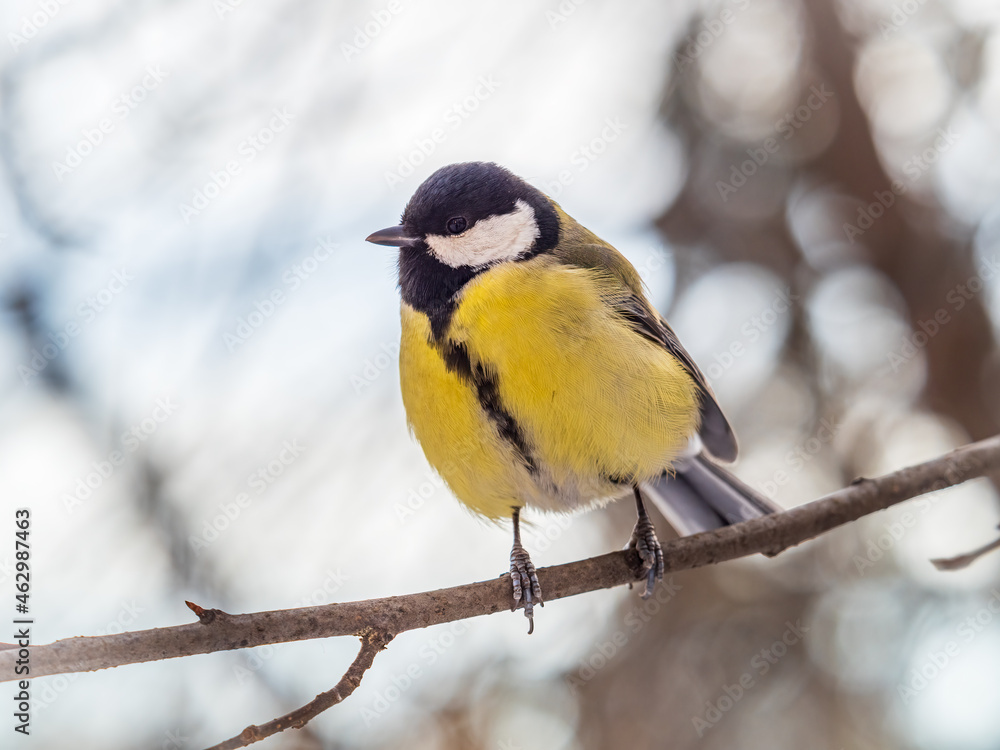 Naklejka premium Cute bird Great tit, songbird sitting on a branch without leaves in the autumn or winter.