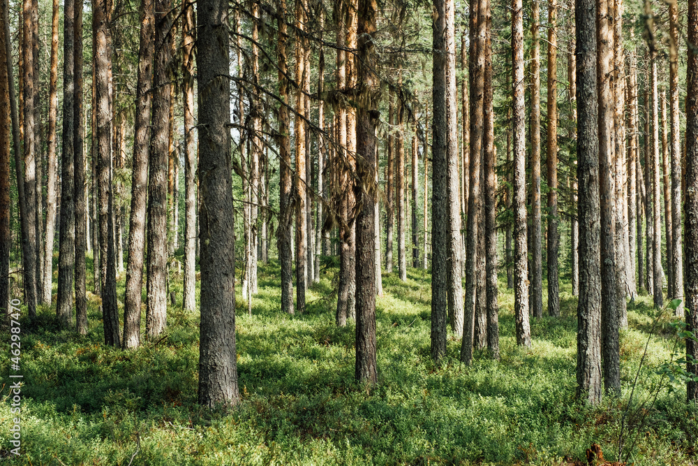 Beautiful forest trees. Nature wood backgrounds