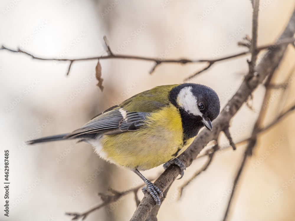 Obraz premium Cute bird Great tit, songbird sitting on a branch without leaves in the autumn or winter.