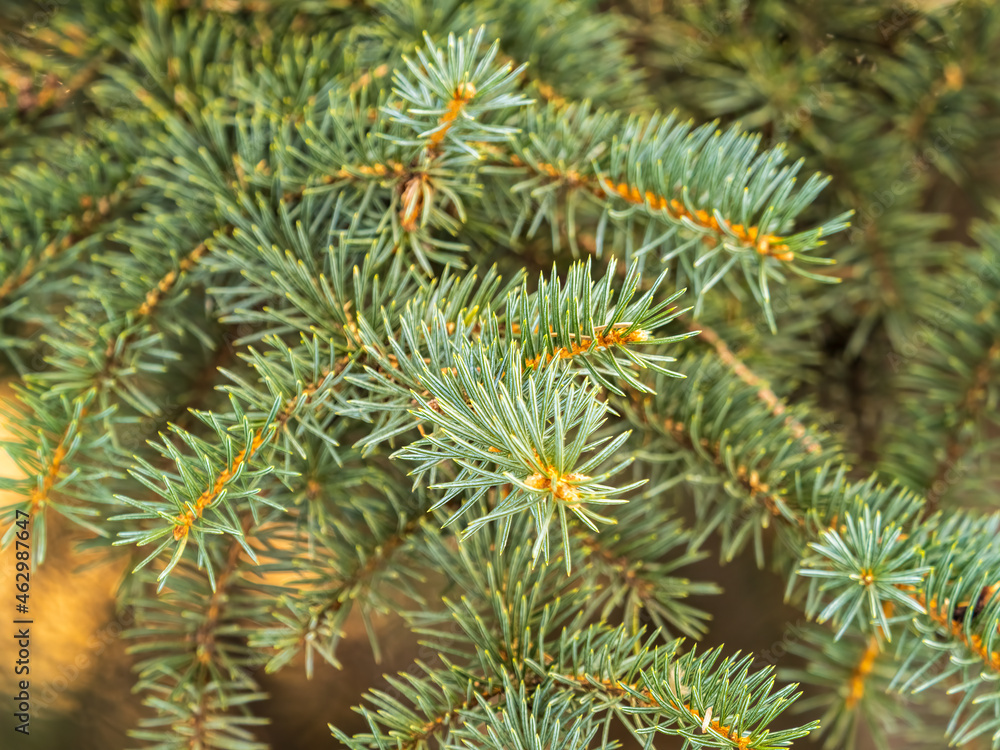 Green fir branches in winter during at sunset