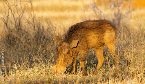 A common warthog forages in the early morning  photo