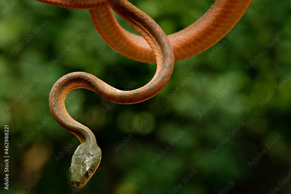 Obraz premium snake in the tree