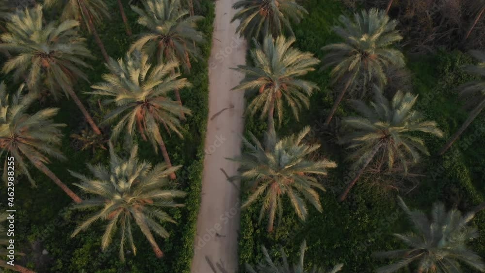 Aerial Top down tilt up view Palm tree waving in the wind on Palms plantation park Aerial Top down tilt up view Palm tree waving in the wind on Palms plantation park