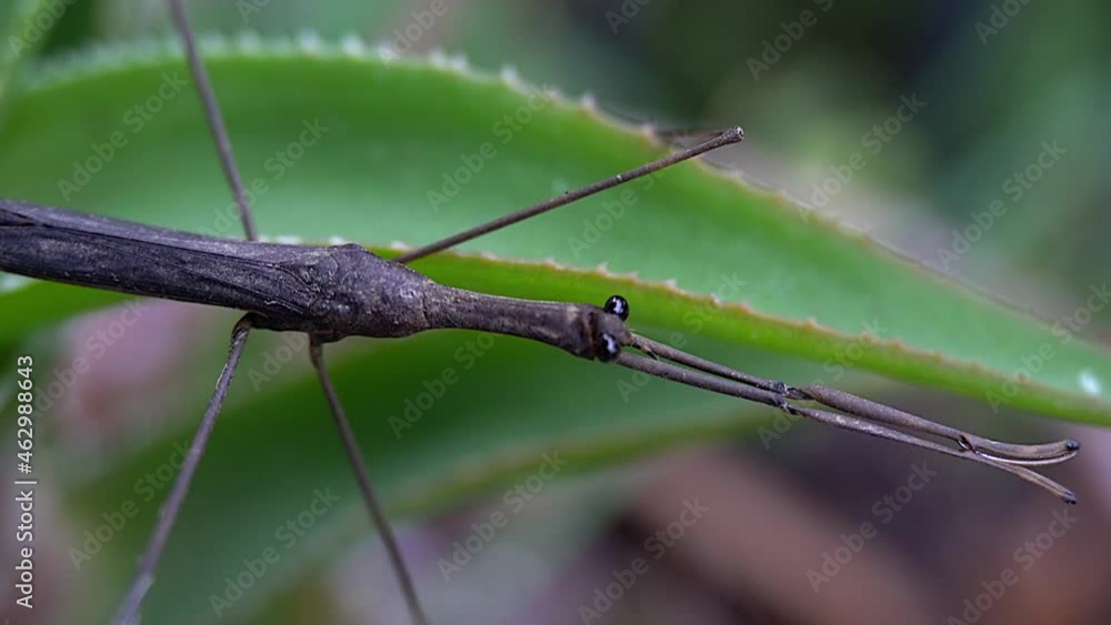 Slow zoom-out on Water Stick Insect (Ranatra fusca) with front legs fully extended. Slow zoom-out on Water Stick Insect (Ranatra fusca) with front legs fully extended.