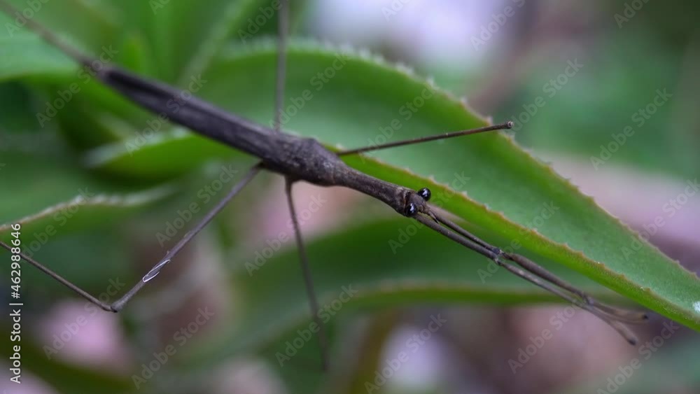 Slow zoom-in on Water Stick Insect aka Water Scorpion (Ranatra fusca). Slow zoom-in on Water Stick Insect aka Water Scorpion (Ranatra fusca).