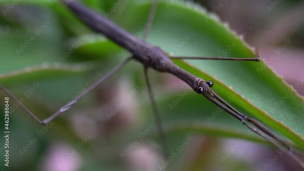 Slow zoom-out of Water Stick Insect (Ranatra fusca) from oblique angle. Slow zoom-out of Water Stick Insect (Ranatra fusca) from oblique angle.