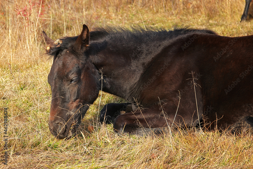 Fototapeta premium horse eating grass