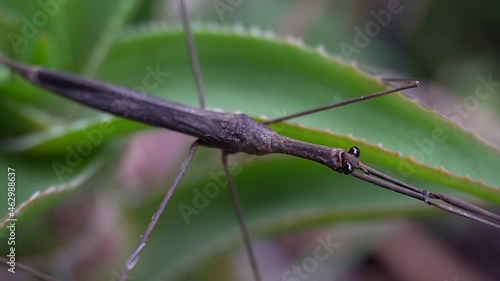 Water Stick Insect (Ranatra fusca) with front legs fully extended. photo