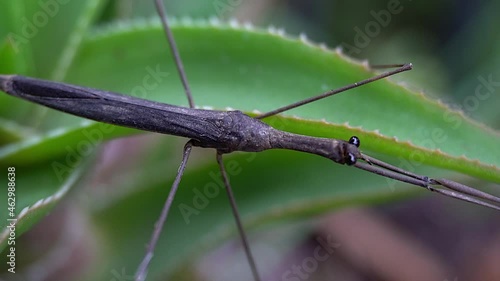 Zoom-in on thorax of Water Stick Insect (Ranatra fusca). photo