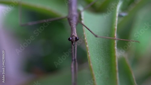 Head-on view of Water Stick Insect (Ranatra fusca). photo