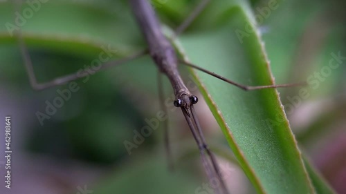 Water Stick Insect (Ranatra fusca) rests on succulent plant. photo