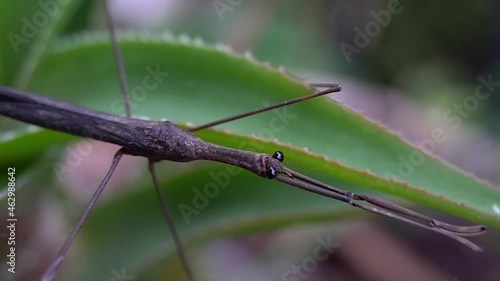 Pan across length of Water Stick Insect (Ranatra fusca). photo