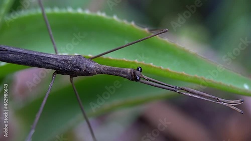 Slow zoom-out on Water Stick Insect (Ranatra fusca) with front legs fully extended. photo