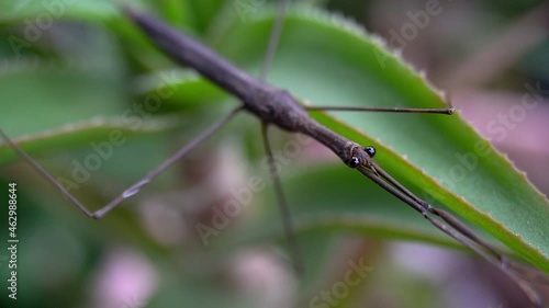 Oblique view of Water Stick Insect (Ranatra fusca). photo