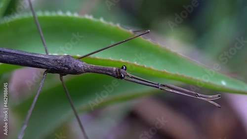 Pan from head to tail of Water Scorpion (Ranatra fusca). photo