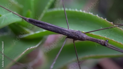 Pan across body of Water Stick Insect aka Water Scorpion (Ranatra fusca). photo