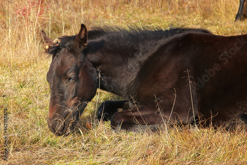 horse eating grass © Людмила Савчук
