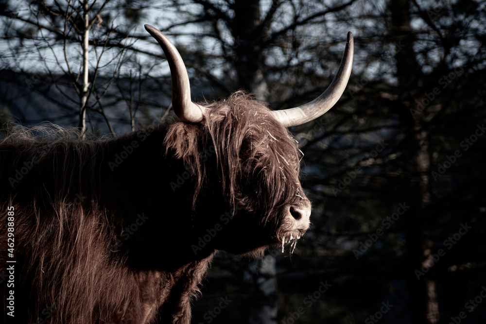 Creative portrait of a Highland cow. Large agriculture mammal, long scary horns, cute snout and warm fur. Selective focus on the animal, blurred background.