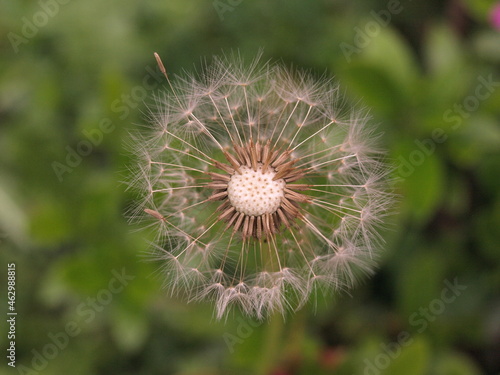 Dandelion