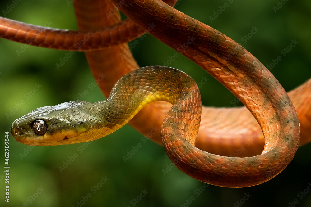 Snake perched on a tree branch Snake perched on a tree branch