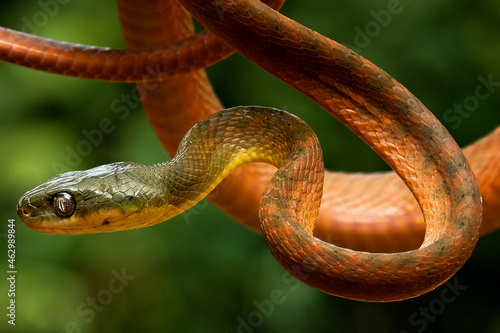 Snake perched on a tree branch
