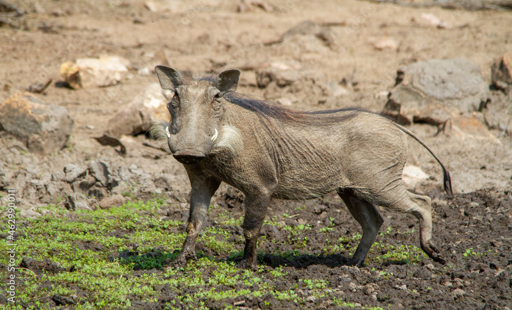 A common warthog plays in the mud at a waterhole in the African wilderness