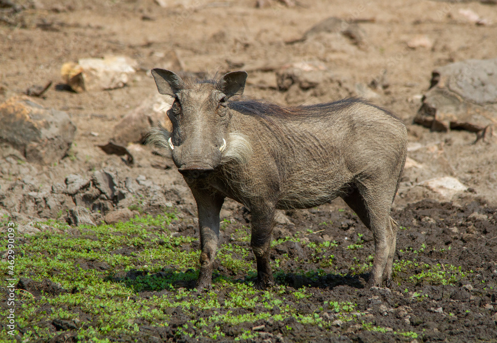 Fototapeta premium A common warthog plays in the mud at a waterhole in the African wilderness
