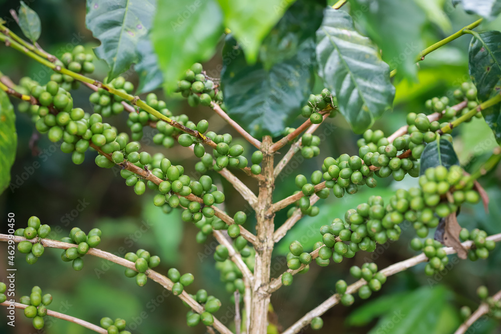 organic arabica coffee beans on brance tree in farm.green Robusta and arabica  coffee berries by agriculturist hands,Worker Harvest arabica coffee berries on its branch, agriculture concept.