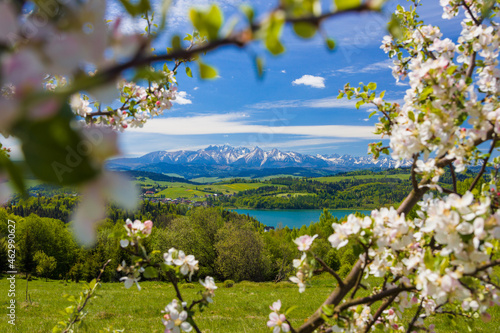 Fototapeta Jezioro Czorsztyńskie i Tatry zza kwitnących drzew.