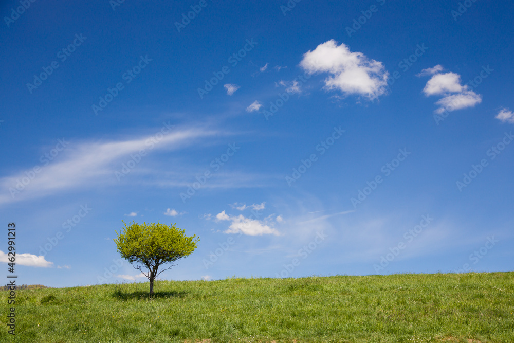 Samotne drzewo na tle błękitnego nieba. - obrazy, fototapety, plakaty 