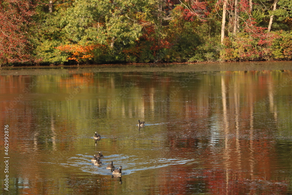 fall foliage reflecting on lake with ducks