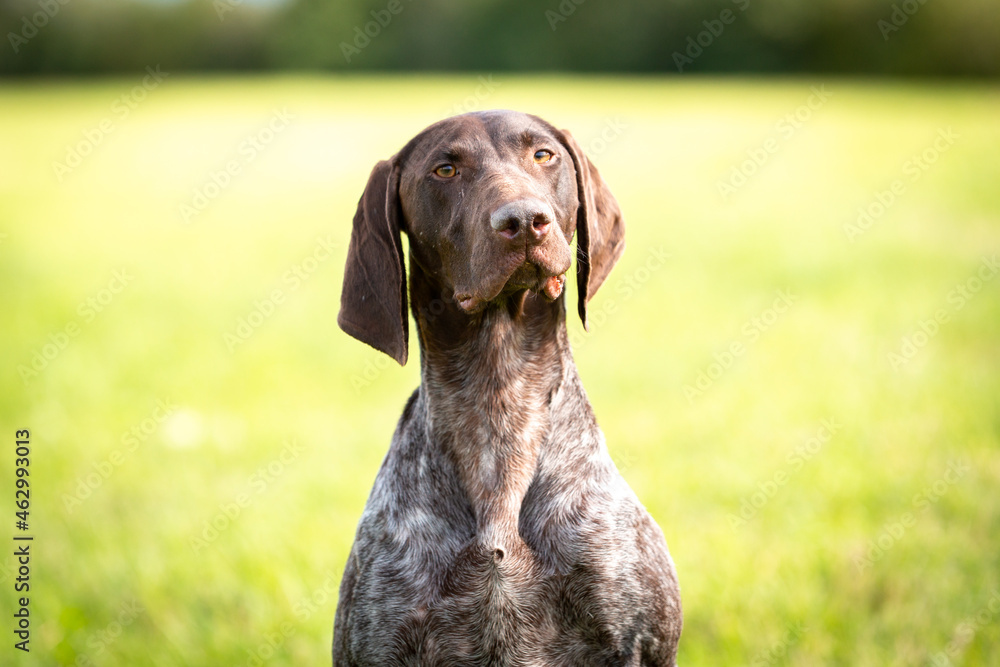 Cute German Smooth-haired Pointing Dog on the background of a green lawn. High quality photo