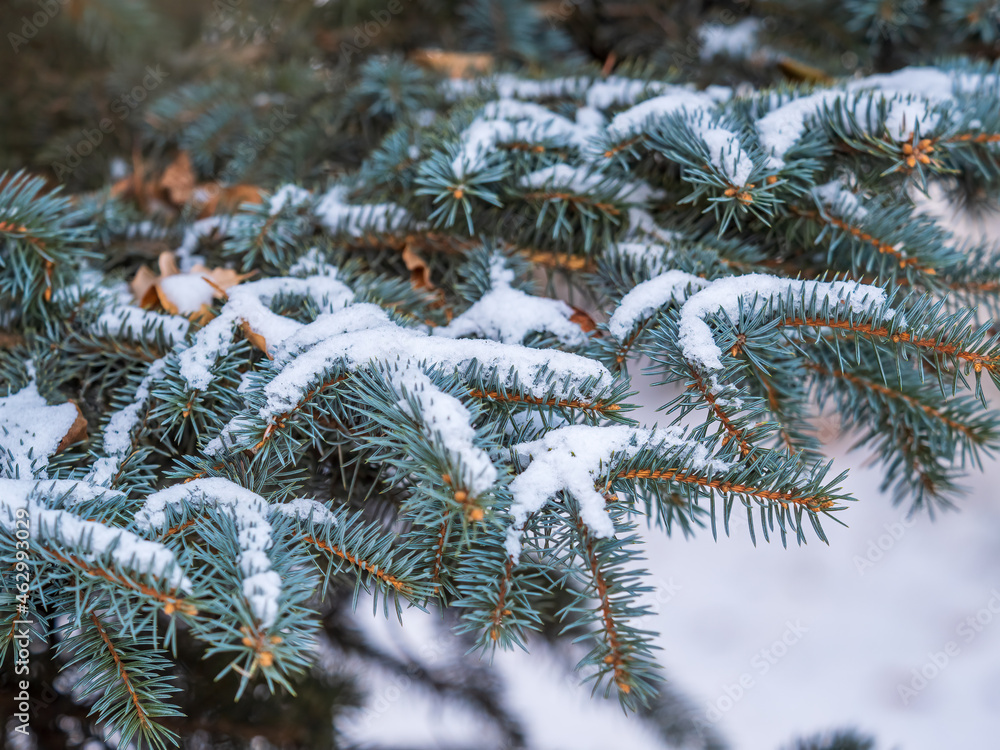 Snow-covered branches of blue spruce with needles in the sunset light. The blue spruce, Colorado spruce, or Colorado blue spruce, with the Latin name Picea pungens.