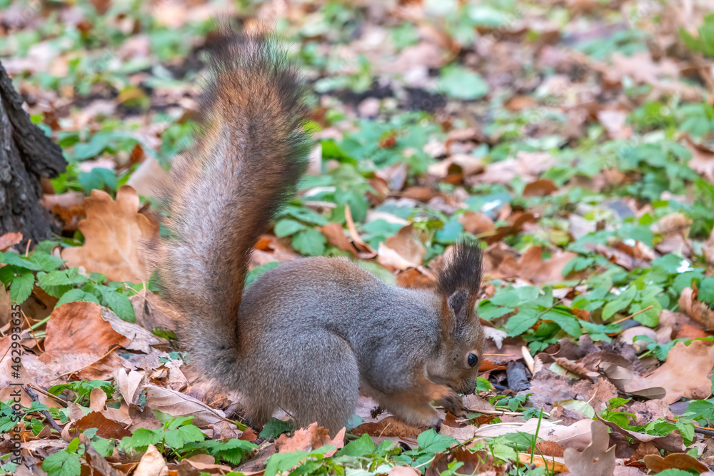 Squirrel in autumn hides nuts on the green grass with fallen yellow leaves Squirrel in autumn hides nuts on the green grass with fallen yellow leaves